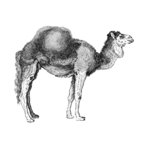 Kamel